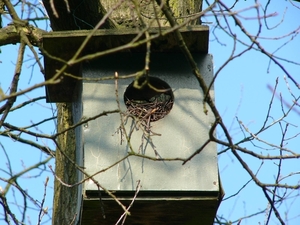 Uilenkast (Kauw) 01