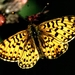 Vlinder 2a