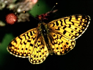 Vlinder 2a