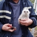 Vogels ringen 1