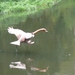 20080907_42 (Medium)