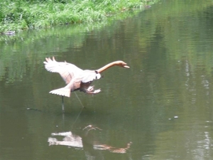 20080907_42 (Medium)