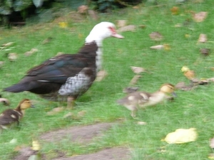 20080907_45 (Medium)