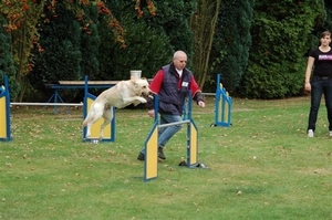 Een vliegende labrador