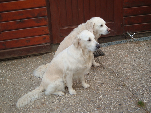 onze twee schatten;golden retrievers