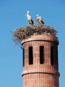 ooievaarsnest-01