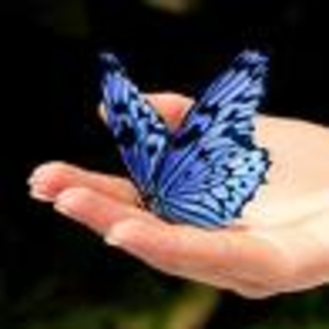 vlinder op hand