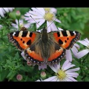 aglais_urticae_t