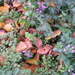 herfst2
