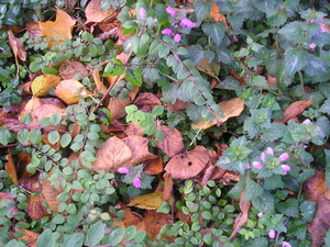herfst2