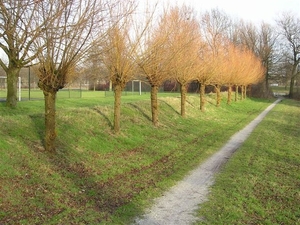 echt herfst maar mooi- knotwilgen