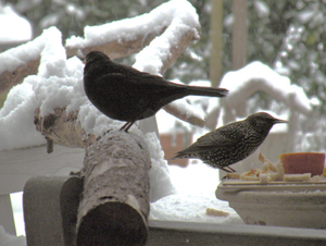 vogels 5 jan 09 aa