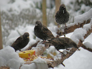 vogels 5 jan 09 bb