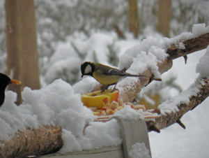 vogels 5 jan 09 ff