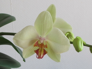 Orchidee