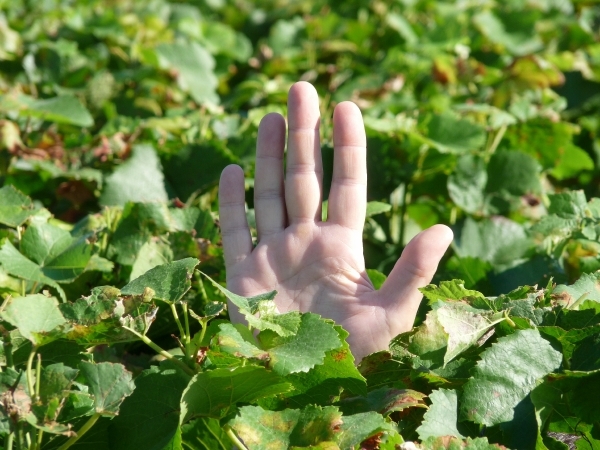 2009_08_24 013 omgeving Champillon - wijngaarden - uitzicht wijng