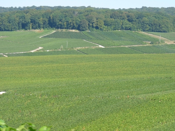 2009_08_24 041 omgeving Champillon - wijngaarden - uitzicht wijng