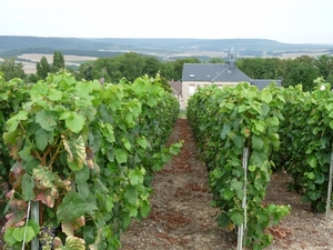 2009_08_24 097 Mutigny - wandeling door champagnevelden - uitzich