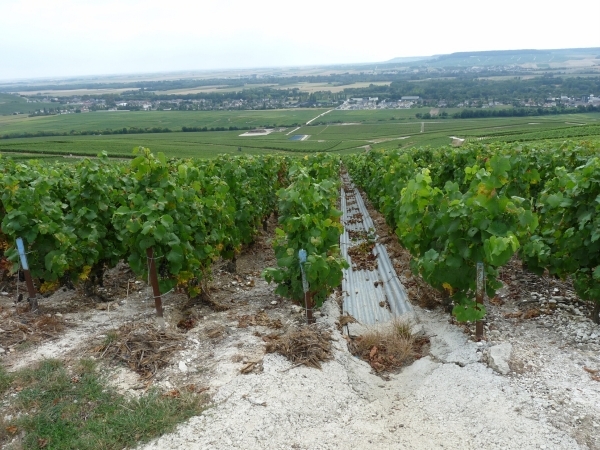 2009_08_24 104 Mutigny - wandeling door champagnevelden - uitzich