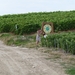 2009_08_24 106 Mutigny - wandeling door champagnevelden - Mieke e