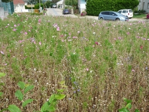 2009_08_24 125 Mutigny - wandeling door champagnevelden - bloemen