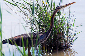 Purperreiger