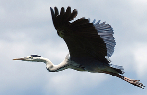 Blauwe reiger