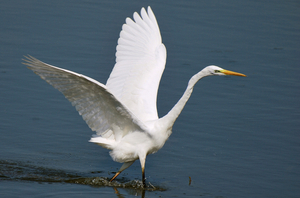 Grote Zilverreiger