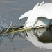 Grote Zilverreiger