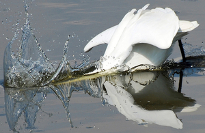 Grote Zilverreiger