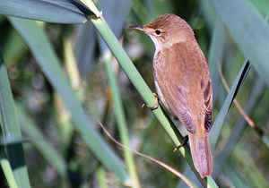 Cetti's zanger