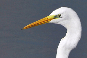 Grote Zilverreiger