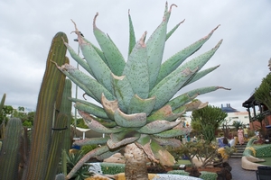 DSC01506