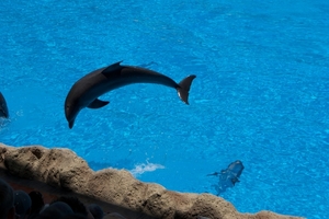 Parque Loro tenerife