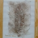 gipsafdruk Castanea sativa