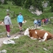 2009_07_09 012 Sellajoch (Passo Sella) - Benno, Otto bij koeien