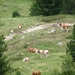 2009_07_09 061 Sellajoch (Passo Sella) - uitzicht koeien close up
