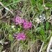 2009_07_09 062 Sellajoch (Passo Sella) - bloemen