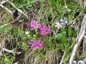 2009_07_09 062 Sellajoch (Passo Sella) - bloemen