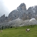 2009_07_10 012 Würzjoch (Passo delle Erbe) - koeien, rotsen