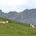 2009_07_10 051 Würzjoch (Passo delle Erbe) - koeien en rotsen