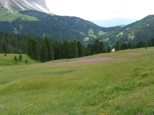 2009_07_10 059 Würzjoch (Passo delle Erbe) - bloemen in gras