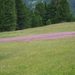 2009_07_10 060 Würzjoch (Passo delle Erbe) - bloemen in gras - c