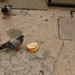 2009_07_22 013 Koper - duiven eten brood