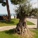 2009_07_22 023 Koper - kleine olijfboom op strand