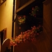 2009_07_24 070 Novigrad - straat 's nachts, bloemen (blooper)