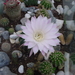 cactus bloem op terras