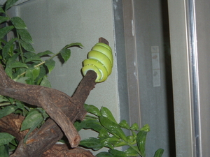 Zoo Berlijn:gele slang