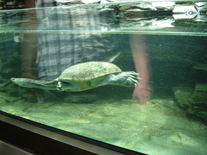 Zoo Berlijn:langhals schildpad.