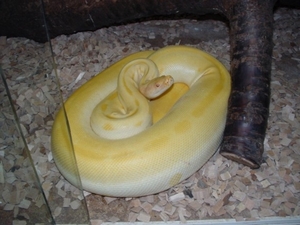 gele python